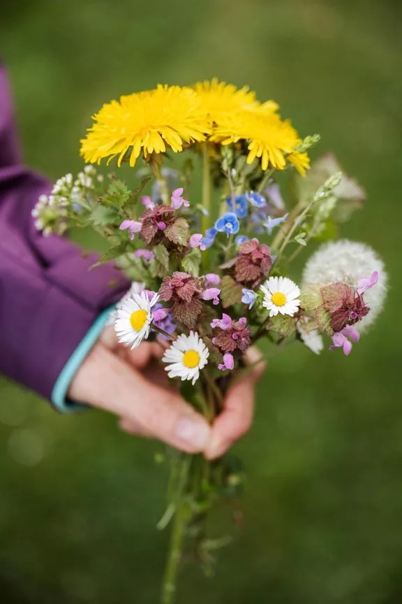 Wildkräuter Olten Jahreskreisfest Kraut und Wiese