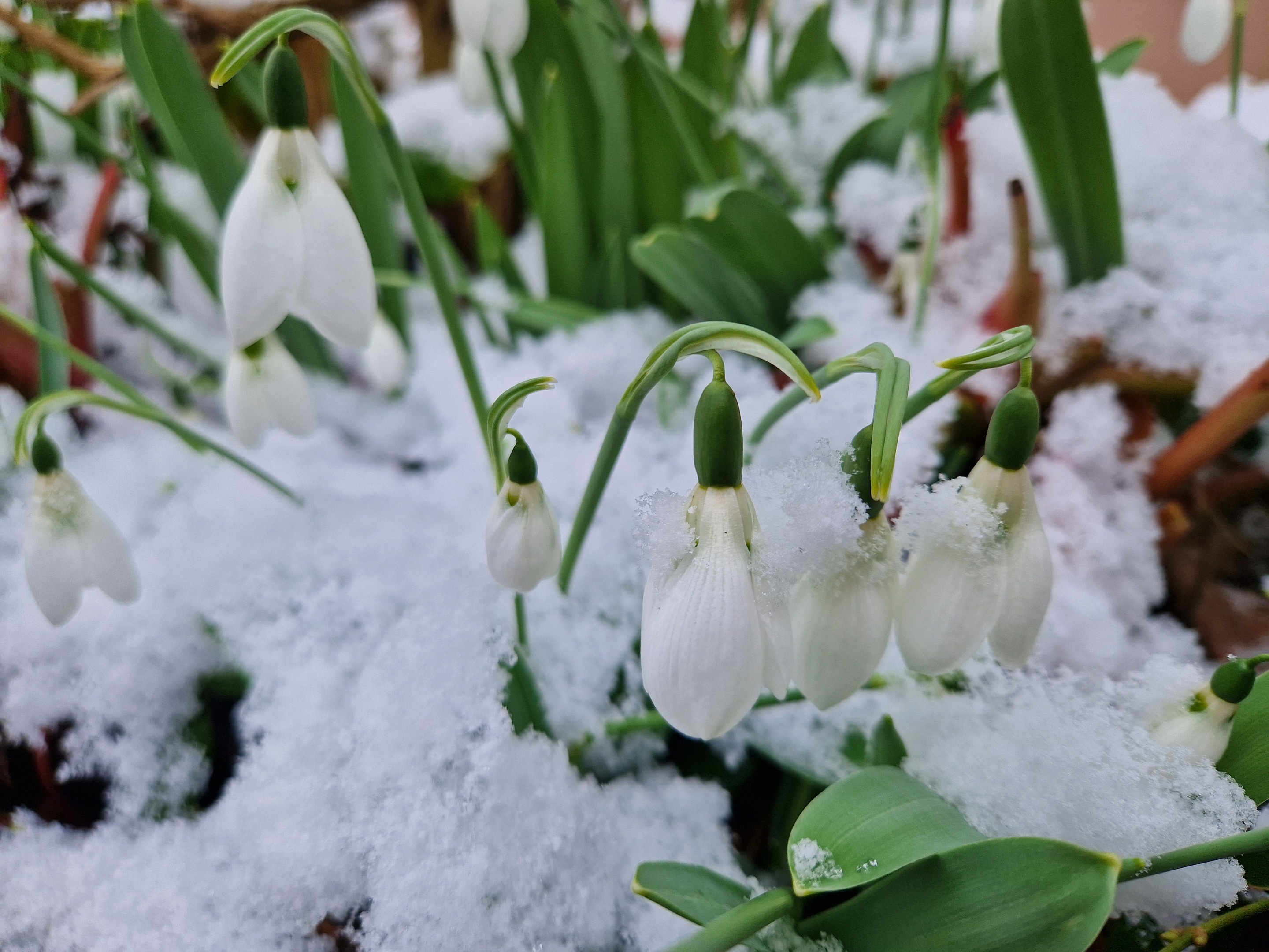 Yule Wintersonnenwende Olten Jahreskreisfest Kraut und Wiese